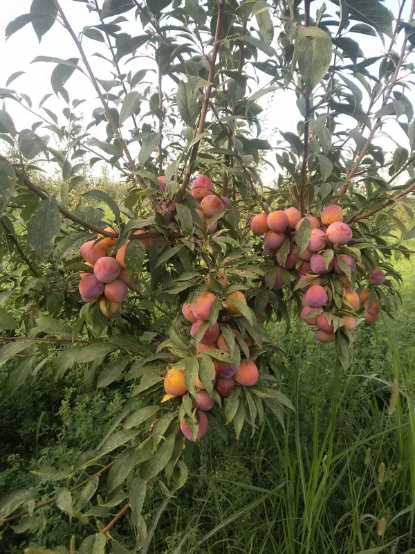  Слива Только в розницу