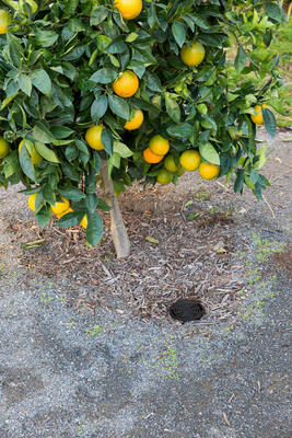 Цена по запросу Система полива корней RZWS Hunter