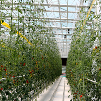  Qulupnay uchun gidroponik tizimga ega kino issiqxonasi - 