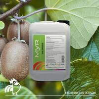 МИР Хлороз Италполлина