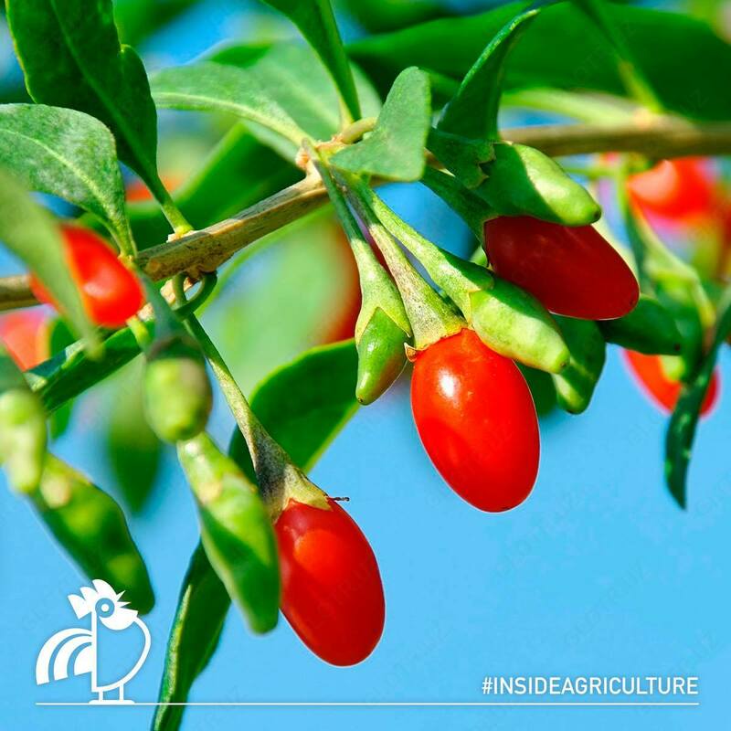  МИР Хлороз Италполлина - 