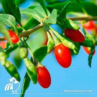  МИР Хлороз Италполлина - 