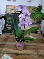 Орхидея Ажурный биглип каскад