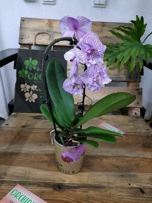 Орхидея Ажурный биглип каскад - 450 000 сум / шт.