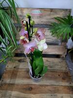 Орхидея Ровелло - 325 000 сум