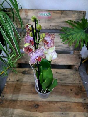 Орхидея Ровелло - 325 000 сум / шт.