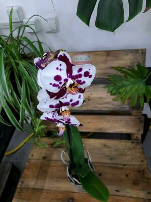 Орхидея Панда