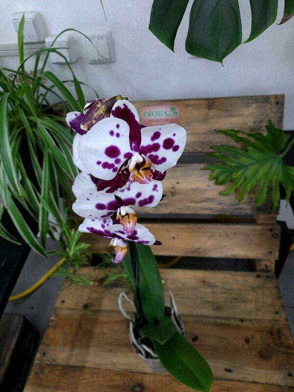 Орхидея Панда - 350 000 сум