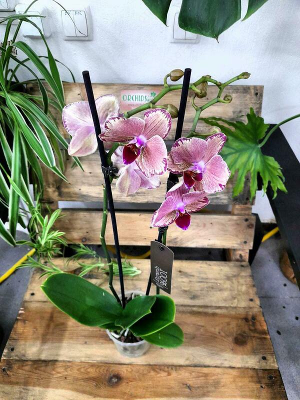 Орхидея Рirate-picotee - 500 000 сум