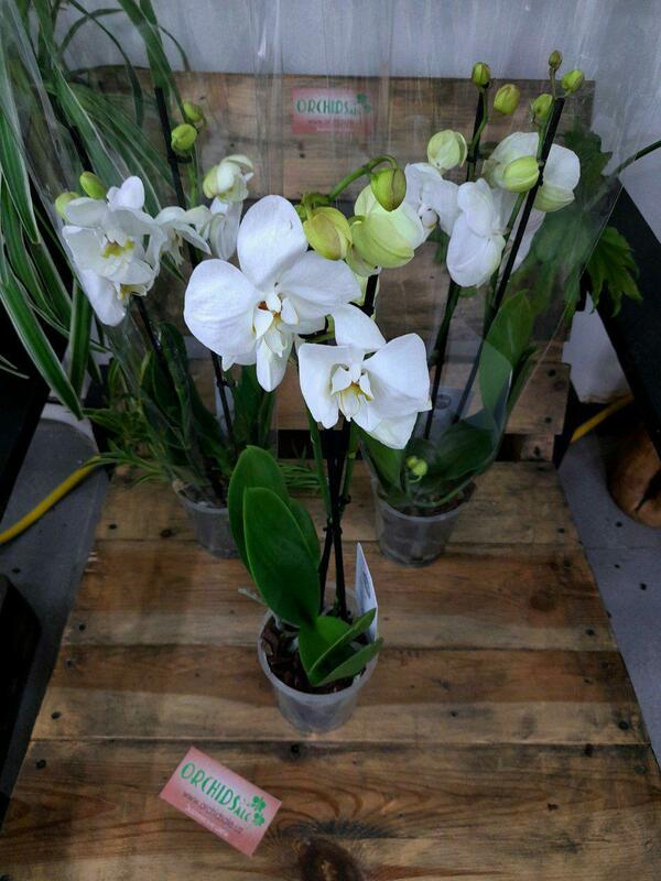 Орхидея Ослепительная