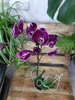 Orkide tosh atirgul - 400 000 so'm