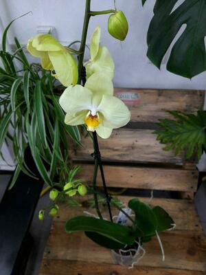 Орхидея Яра