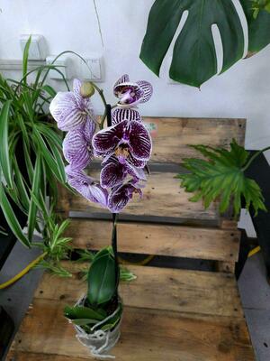 Орхидея Фантом - 400 000 сум / шт.