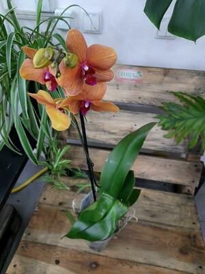 Орхидея Surf-song - 300 000 сум / шт.