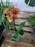 Орхидея Surf-song - 300 000 сум