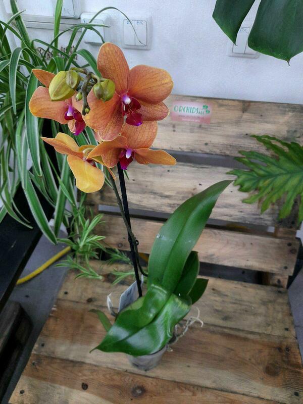 Орхидея Surf-song - 300 000 сум