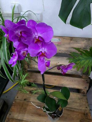 Орхидея Вдохновение - 250 000 сум / шт.