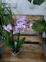 Орхидея Сиреневые грёзы - 300 000 сум
