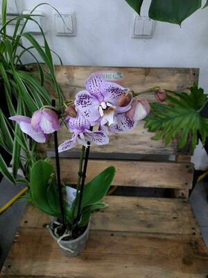Орхидея Сиреневые грёзы - 300 000 сум / шт.