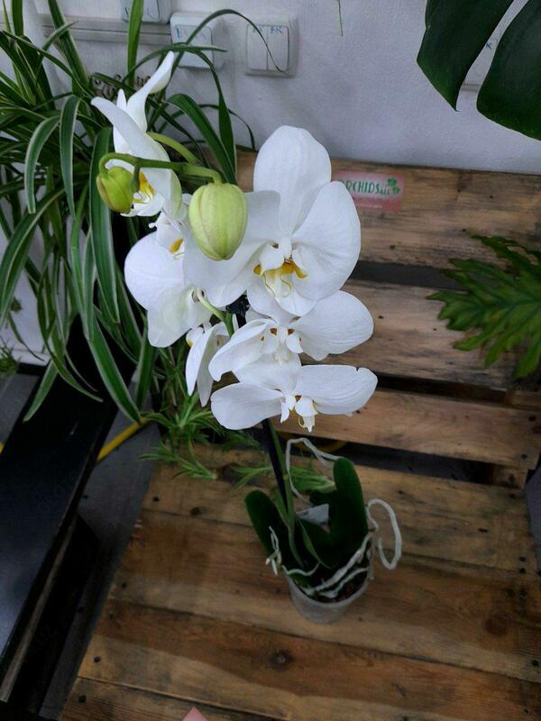 Орхидея Классика