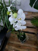 Орхидея Классика - 300 000 сум