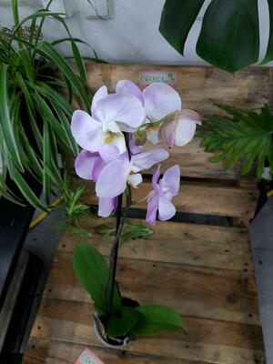 Орхидея Сиреневая идилия - 250 000 сум / шт.