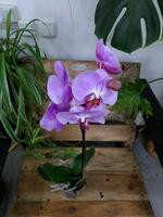 Орхидея Шарм