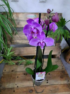 Орхидея Изысканная - 250 000 сум / шт.