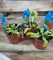 Венерина Мухоловка - 300 000 сум