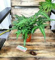 Fern Rumora adiantiformis (Rumohra adiantiformis) - 250 000 so'm