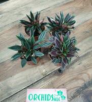 Пеперомия Россо - 50 000 сум