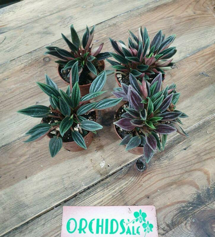 Пеперомия Россо - 50 000 сум