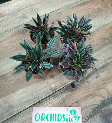 Пеперомия Россо - 50 000 сум / шт.