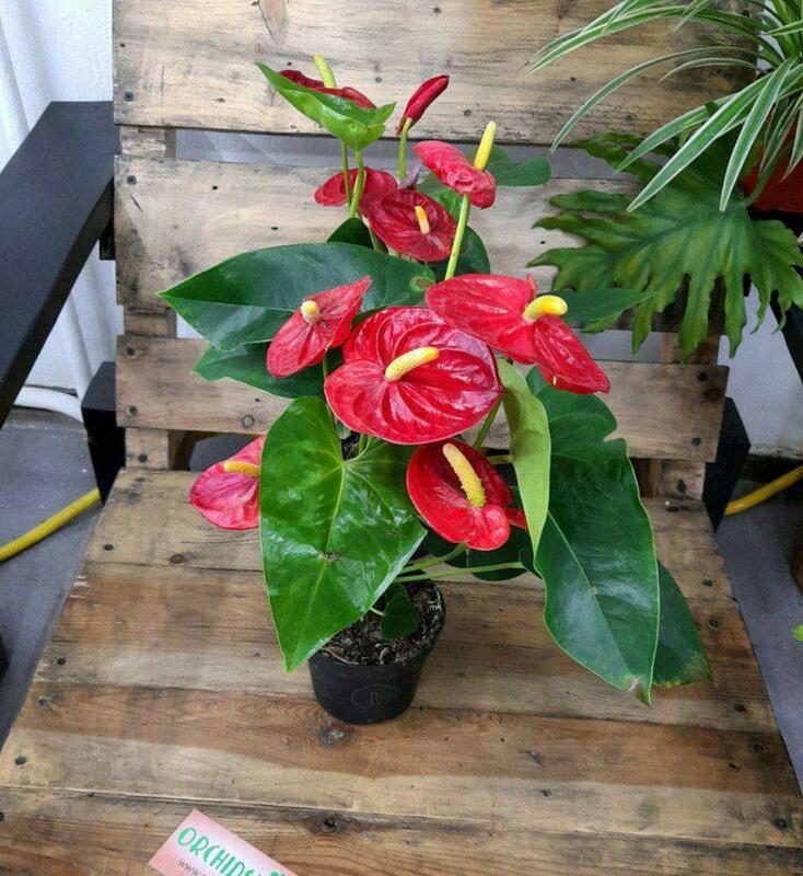 Porno ona oglini vasvasaga soldi