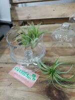 Тилландсия атмосферная