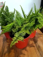 Папоротник карликовый