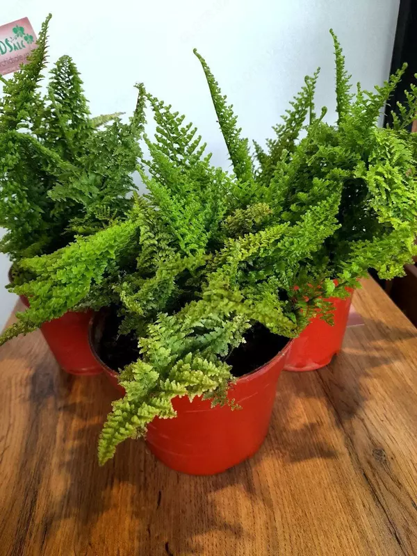 Папоротник карликовый