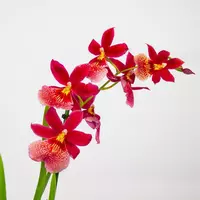 Орхидея онцидиум камбрия зигопиталум