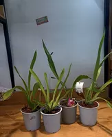 100 000 сум Орхидея онцидиум камбрия зигопиталум