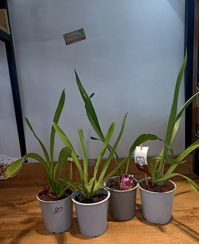 100 000 сум Орхидея онцидиум камбрия зигопиталум