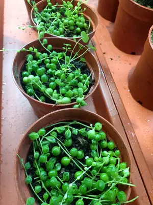 Крисовник Роули