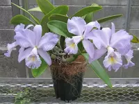 Орхидея каттлея