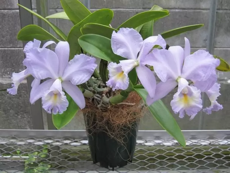 Орхидея каттлея