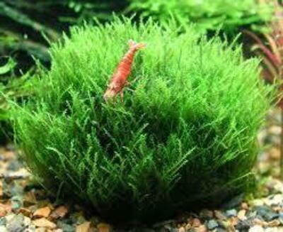 Спирулина в таблетках 500 шт. - LILSHOP.UZ