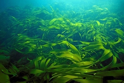 Spirulina tabletkalari 1000 dona. Miloddan avvalgi 500 yil Chakana savdo