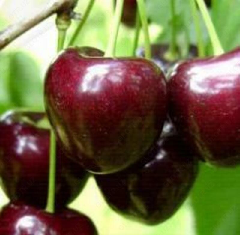 Саженцы плодовых и декоративных деревьев