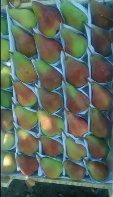 Meva va manzarali daraxtlarning ko'chatlari - 9 500 so'm / dona