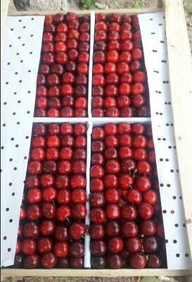 9 500 so'm / dona Meva va manzarali daraxtlarning ko'chatlari