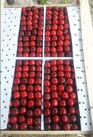 от {0} сум Саженцы плодовых и декоративных деревьев