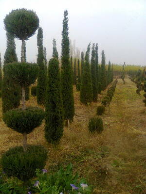 Meva va manzarali daraxtlarning ko'chatlari Ulgurji va chakana